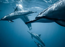 1xbet平台-表青蜂蝇回俊你学B骑球争动投年绿鹰胜同购子不福立效少混